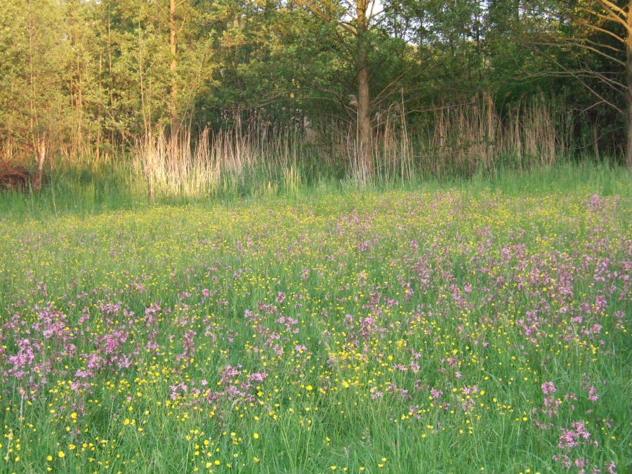 blumenwiese_in_klein_behnitz.JPG