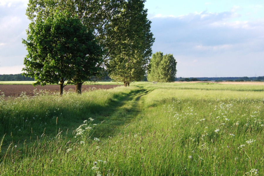 feldweg_in_bagow.JPG