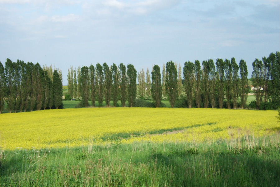 rapsfeld_und_pappeln_bagow.JPG