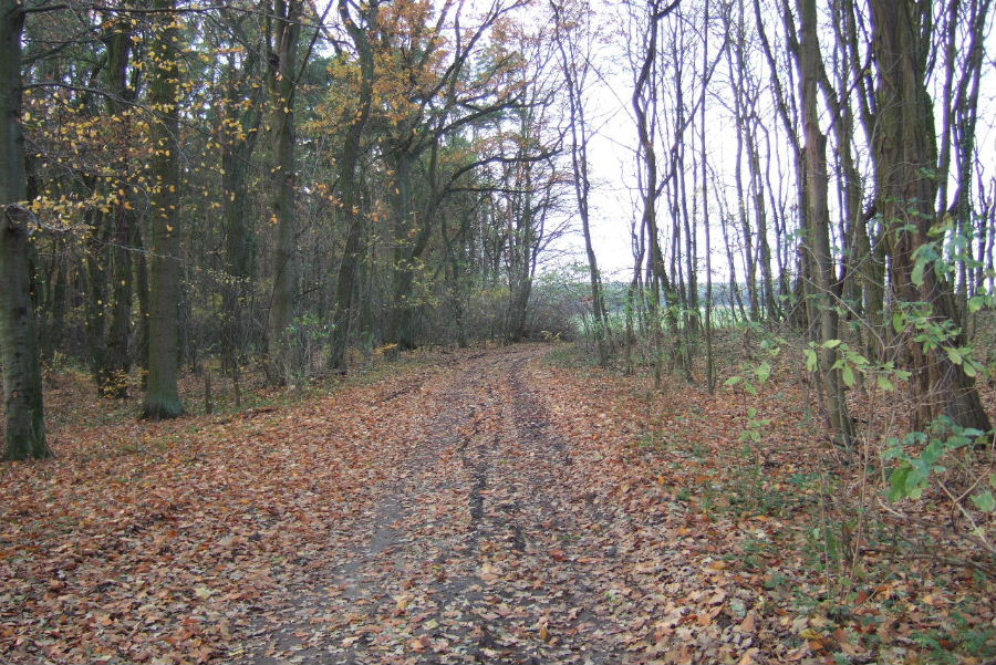 waldweg_klein_behnitz.JPG