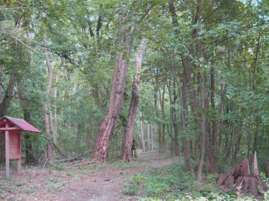 wanderweg_im_wald.JPG