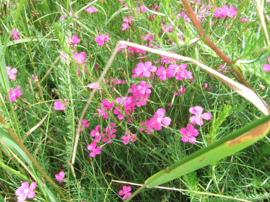 wiesenblumen.JPG